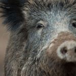 Nach Ausbruch im Sauerland: Appell zur Seuchenbekämpfung: Auffällige Wildschweine melden