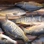 Wassermangel in Fischteichen: Teichwirte haben Sorgen wegen Wassermangels