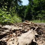 Wetter: In Baden-Württemberg herrscht vielerorts Trockenstress