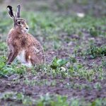 Nach Zeckenstich: Wieder Mensch mit Hasenpest infiziert