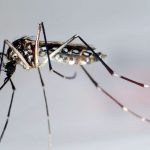 Nahe Baden-Württemberg: Tropenvirus angekommen: Wie gefährlich ist Chikungunya?