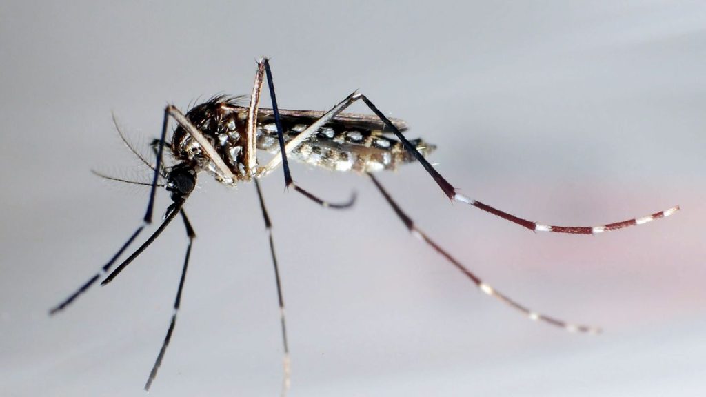Nahe Baden-Württemberg: Unaussprechliches Virus: Wie gefährlich ist Chikungunya?