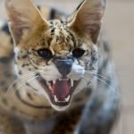 Aus Gehege entkommen: Raubkatze gesucht: Serval bei Neuschönningstedt entlaufen