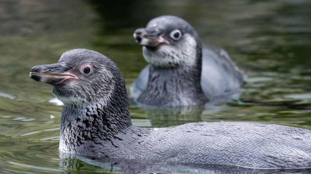 Tierischer Nachwuchs: Pinguin-Nachwuchs - Rudi und Blümchen erobern Ozeaneum-Dach