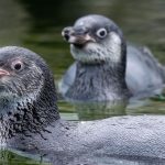 Tierischer Nachwuchs: Pinguin-Nachwuchs - Rudi und Blümchen erobern Ozeaneum-Dach
