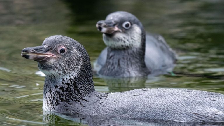 Tierischer Nachwuchs: Pinguin-Nachwuchs - Rudi und Blümchen erobern Ozeaneum-Dach