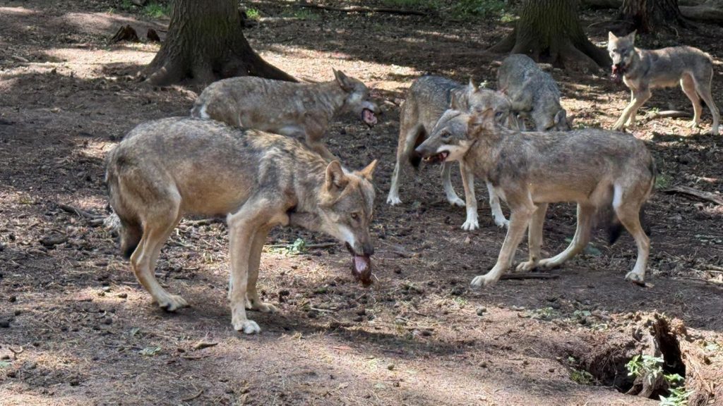 Freizeit: Wissen über Wölfe - Wildpark lädt zum Aktionstag in Hanau