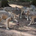 Freizeit: Wissen über Wölfe - Wildpark lädt zum Aktionstag in Hanau