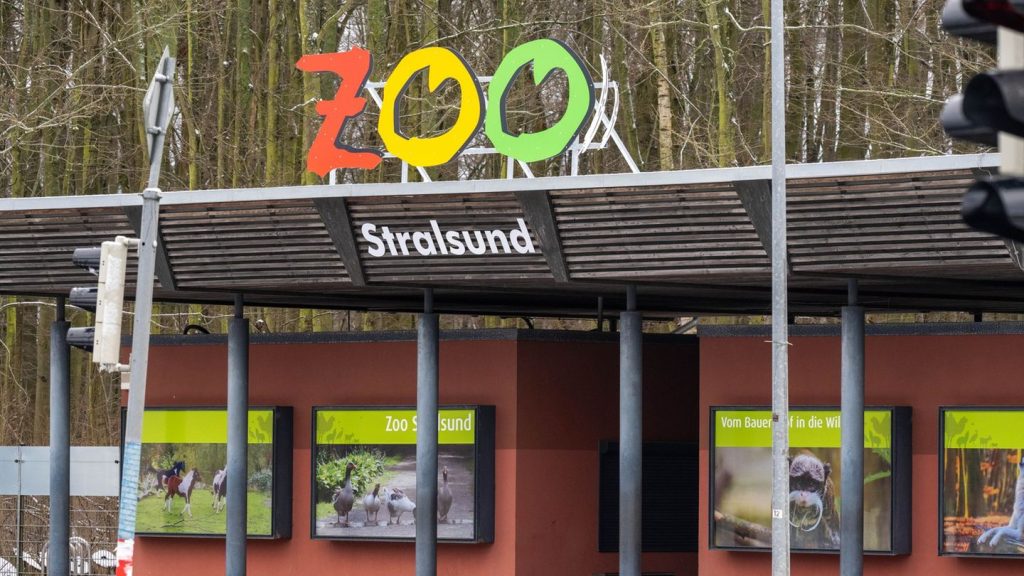 Zootiere: Betagte Löwin im Zoo Stralsund eingeschläfert