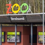 Zootiere: Betagte Löwin im Zoo Stralsund eingeschläfert