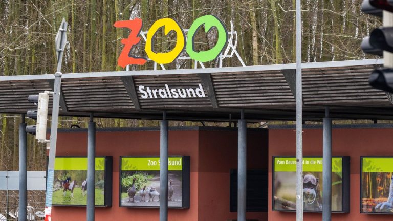 Zootiere: Betagte Löwin im Zoo Stralsund eingeschläfert