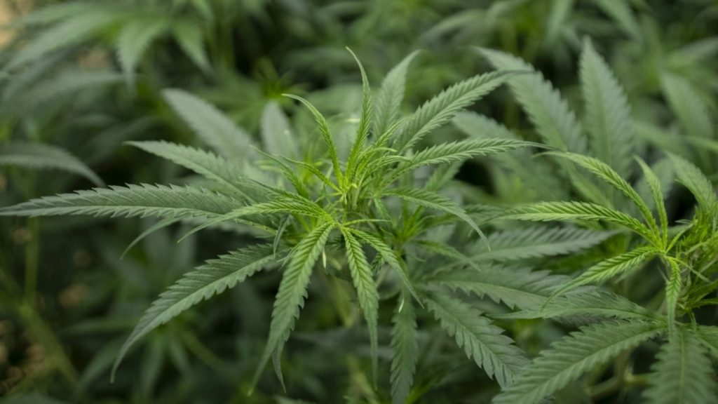Illegale Cannabisplantage mit mehr als 2000 Pflanzen in Niedersachsen entdeckt
