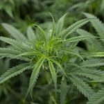 Illegale Cannabisplantage mit mehr als 2000 Pflanzen in Niedersachsen entdeckt