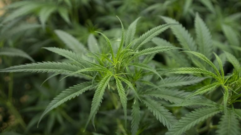 Illegale Cannabisplantage mit mehr als 2000 Pflanzen in Niedersachsen entdeckt