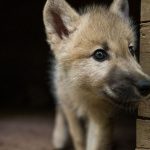 Wolf überlebt Unfall nicht: Wolfswelpe bei Verkehrsunfall getötet