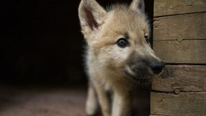 Wolf überlebt Unfall nicht: Wolfswelpe bei Verkehrsunfall getötet