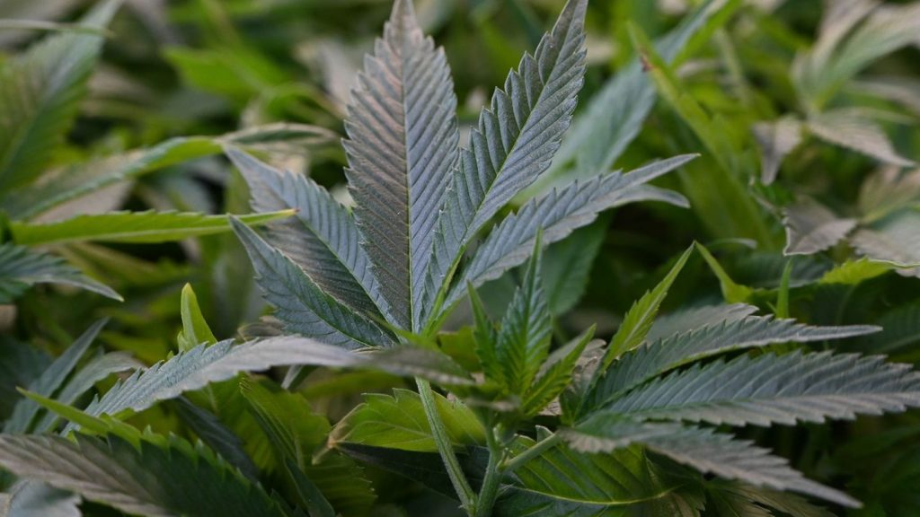 Drogenkriminalität: Großer Cannabis-Fund in Sachsen-Anhalt
