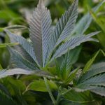 Drogenkriminalität: Großer Cannabis-Fund in Sachsen-Anhalt