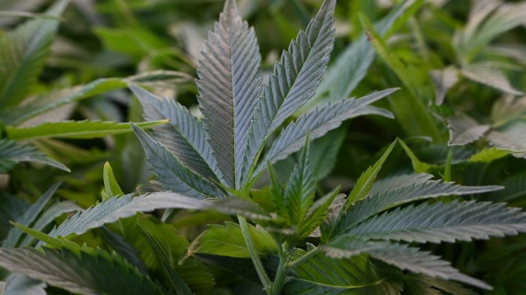Drogenkriminalität: Großer Cannabis-Fund in Sachsen-Anhalt