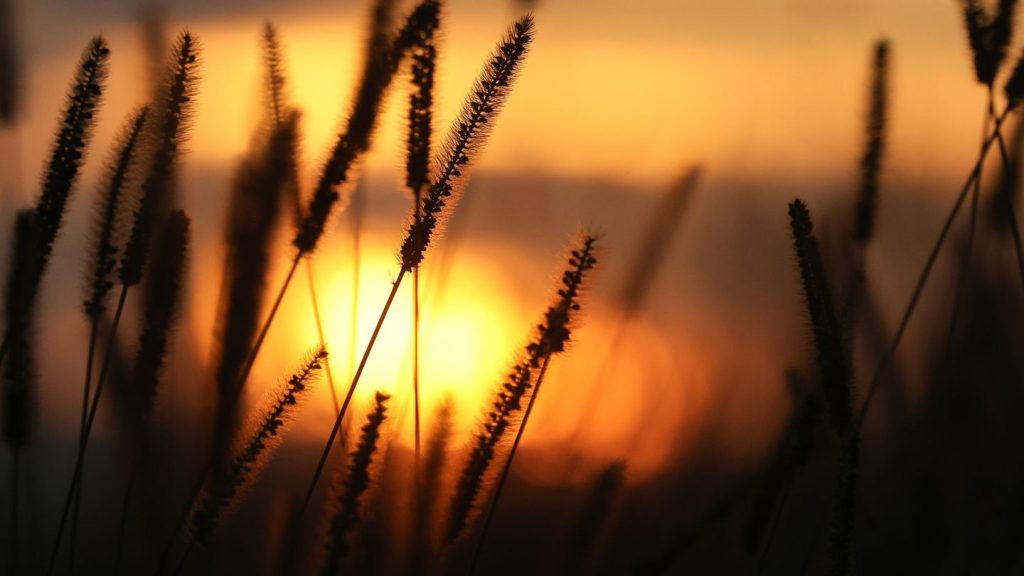 Wetter: Ruhiges Sommerwetter - Pollenbelastung steigt an