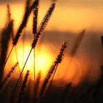 Wetter: Ruhiges Sommerwetter - Pollenbelastung steigt an
