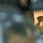 Verkehr: Reh auf der Straße - Schwerverletzte bei Ausweichmanöver