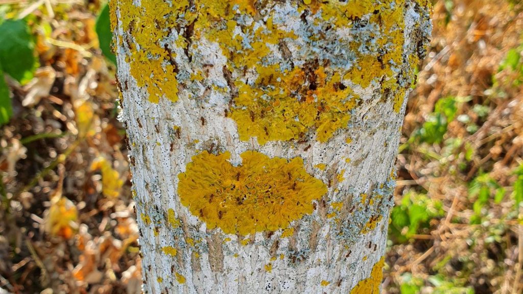 Genervte Anwohner: Weitere invasive Ameisenart im Südwesten unterwegs