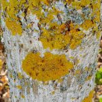 Genervte Anwohner: Weitere invasive Ameisenart im Südwesten unterwegs