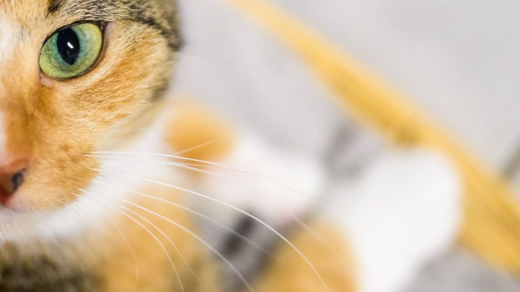 Stubentiger im Einsatz: Katze macht Lärm - Frauchen in hilfloser Lage