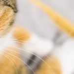 Stubentiger im Einsatz: Katze macht Lärm - Frauchen in hilfloser Lage