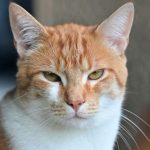 Katze schlägt bei Nachbarn Alarm und rettet Besitzerin so das Leben