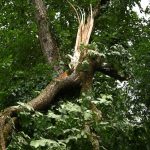 Wetterfolgen: Tegeler Hafenfest wegen Sturmschäden abgesagt