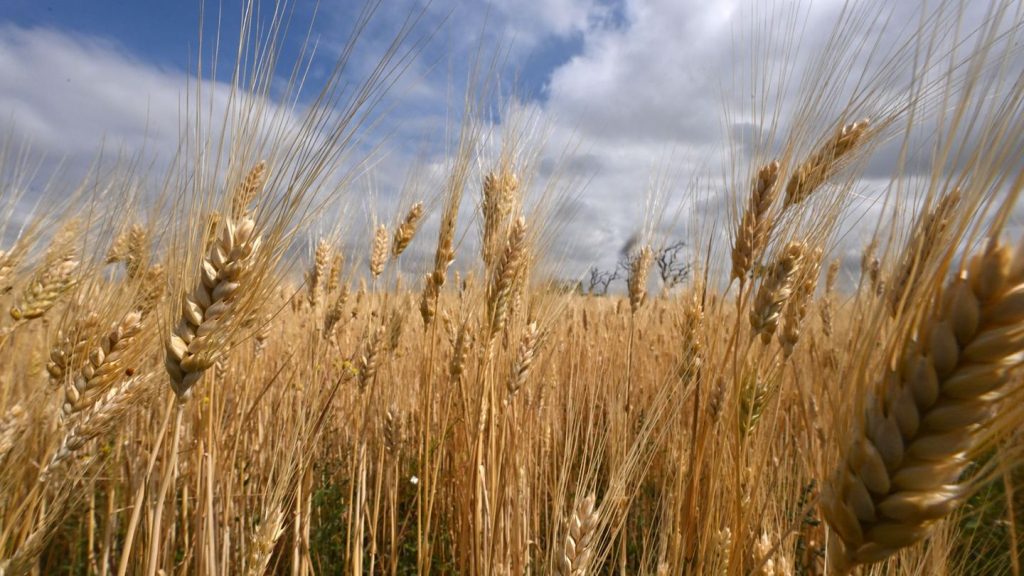 Landwirtschaft: Eingeholte Gerste hat meist gute Qualität