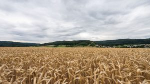 Wetter: Donnerstag oft bewölkt mit etwas Regen im Osten