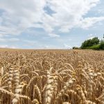 Wetter: Zurück zur 30-Grad-Marke mit Mix aus Sonne und Wolken