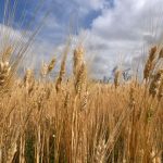 Landwirtschaft: Trotz guter Ernte: Bauern-Kampf mit Preis und Wetterschaukel