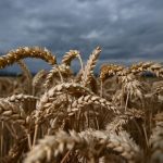 Landwirtschaft: Schlechte Stimmung bei Bauern trotz guter Ernte