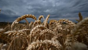 Landwirtschaft: Schlechte Stimmung bei Bauern trotz guter Ernte