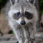 Invasive Art: Zorro auf dem Vormarsch: Waschbär wird zum Problembär