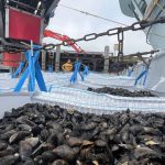 Fischen im Nationalpark: Neue Einigung zum Muschelfischen im Nationalpark steht