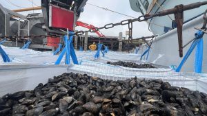Fischen im Nationalpark: Neue Einigung zum Muschelfischen im Nationalpark steht