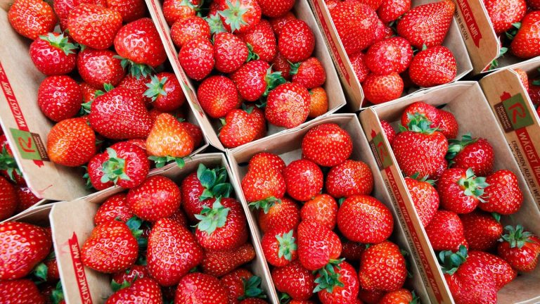 Landwirtschaft: Mini-Ernten bei Erdbeeren und Spargel