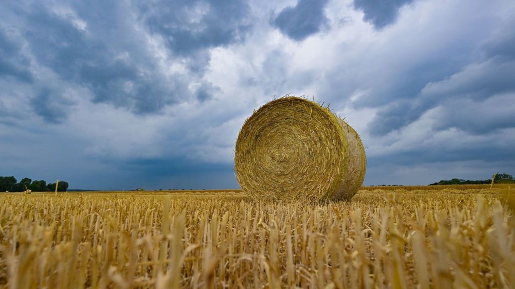 Ernte: Bauernverband berichtet über Ernte