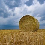 Ernte: Bauernverband berichtet über Ernte