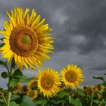 Wetter: Wechselhafte Aussichten zum Ende der Woche