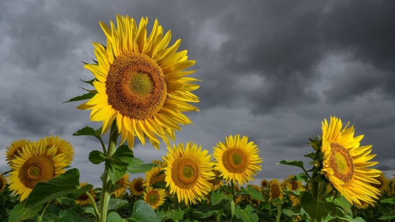 Wetter: Wechselhafte Aussichten zum Ende der Woche