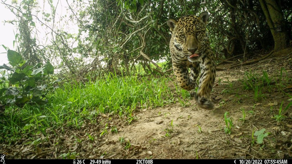 Pantanal in Brasilien: Studie: Feuchtgebiete bieten Jaguaren Schutz bei Bränden