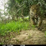 Pantanal in Brasilien: Studie: Feuchtgebiete bieten Jaguaren Schutz bei Bränden