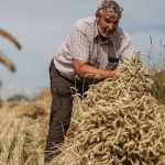 Landwirtschaft: Getreideernte: Mähdrescher unterwegs