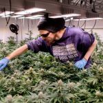 Bundesländer im Vergleich: Nur NRW hat mehr Cannabis-Clubs genehmigt als Niedersachsen